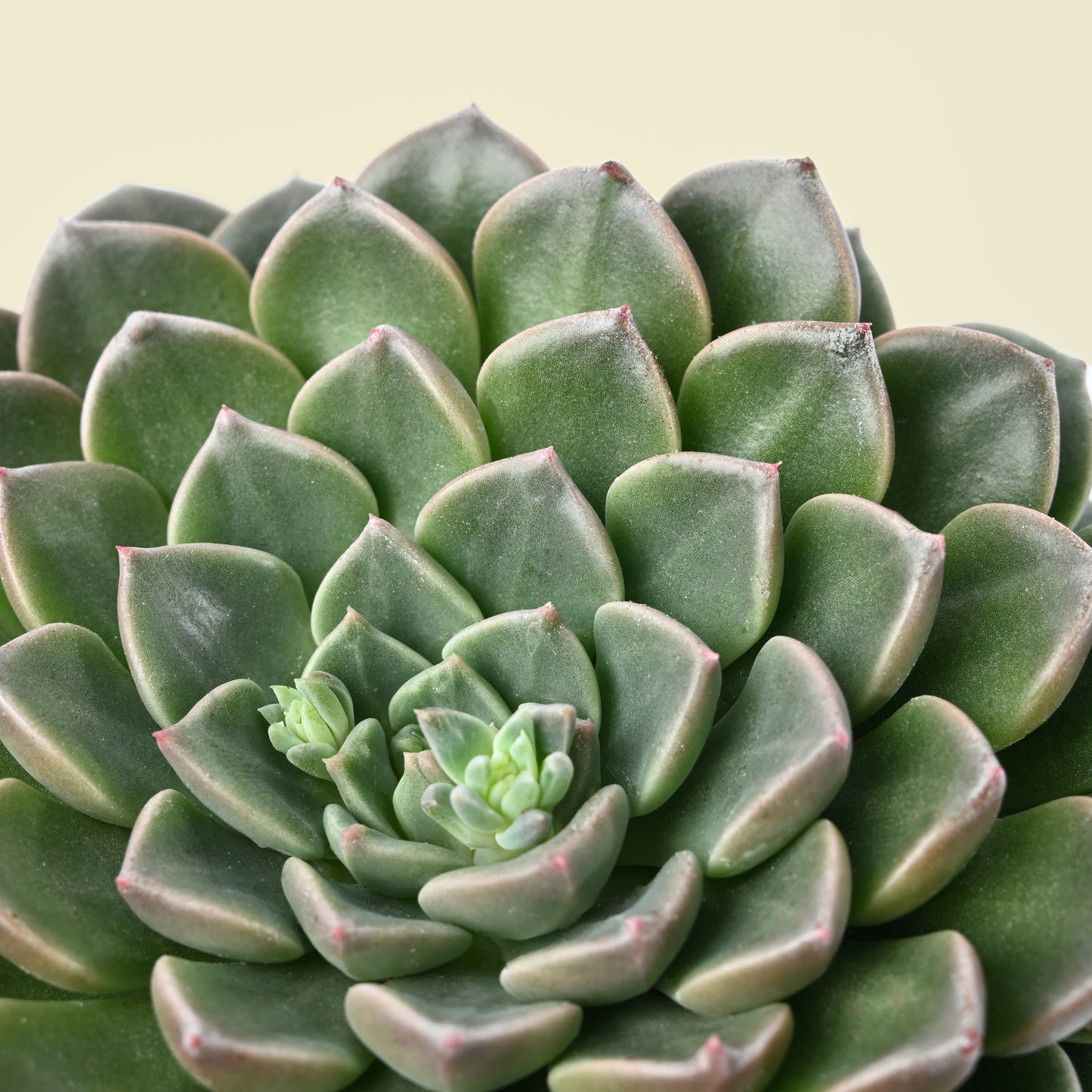 Seasonal Succulent Plant (single)