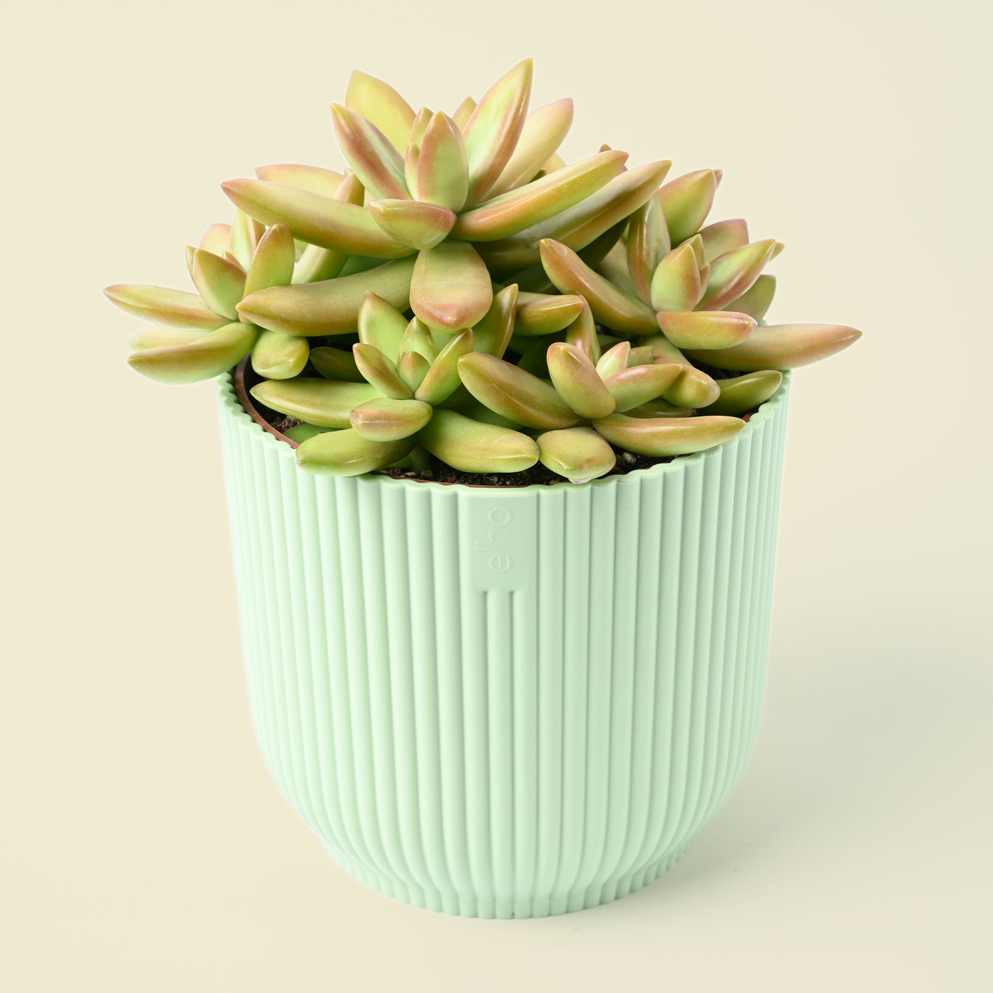 Seasonal Succulent Plant (single)