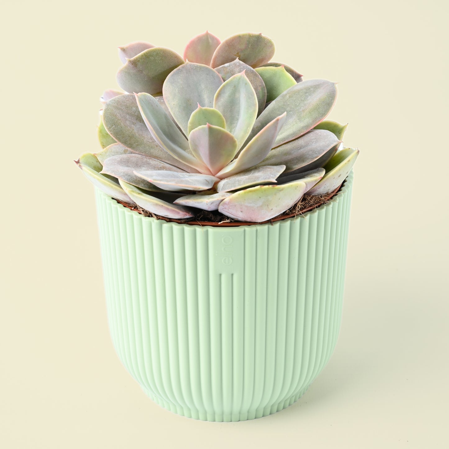 Seasonal Succulent Plant (single)