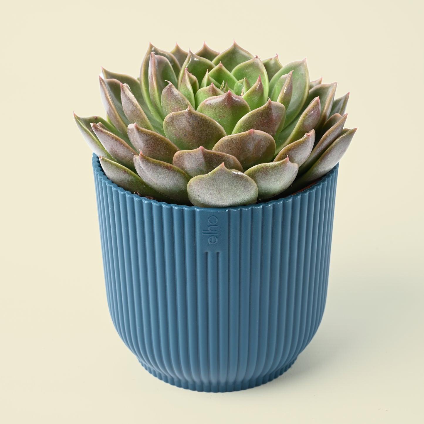 Seasonal Succulent Plant (single)