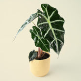 Alocasia Polly | African Mask Plant | 30cm