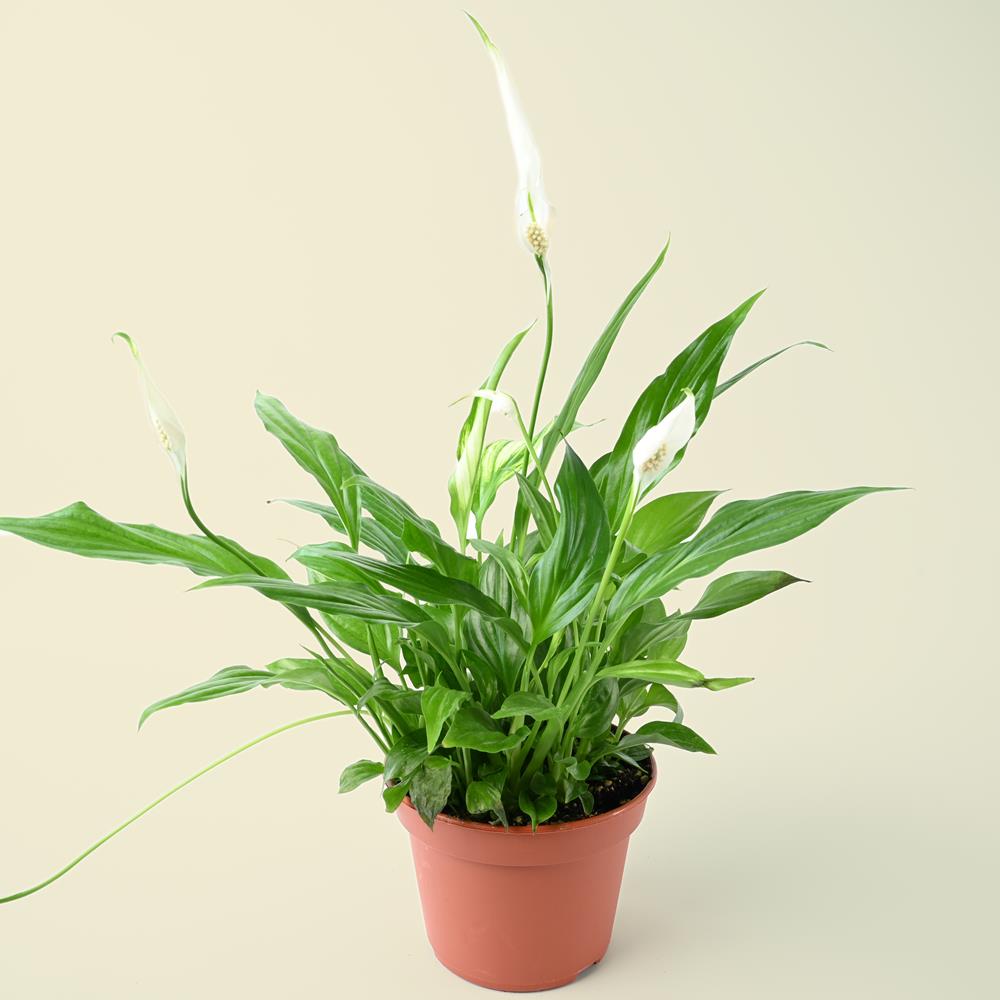 Spathiphyllum | Peace Lily | 50cm