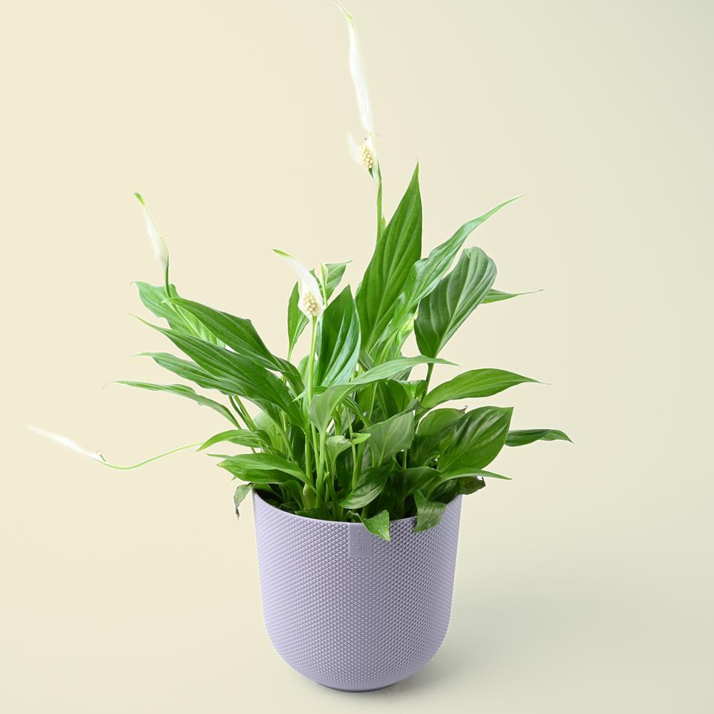 Spathiphyllum | Peace Lily | 50cm