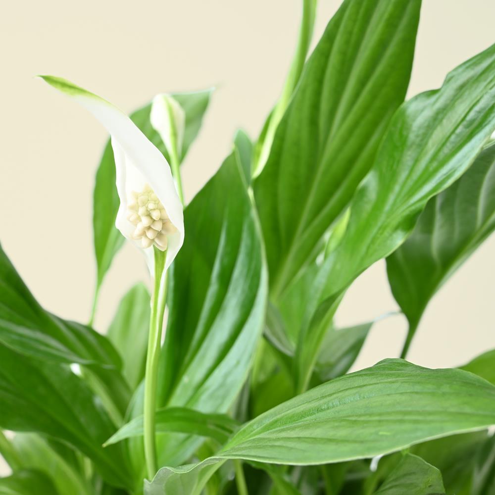 Spathiphyllum | Peace Lily | 50cm