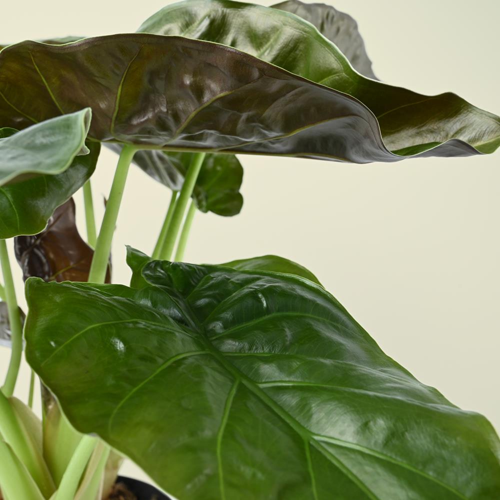 Alocasia Wentii | Hardy Elephant Ear | 65cm