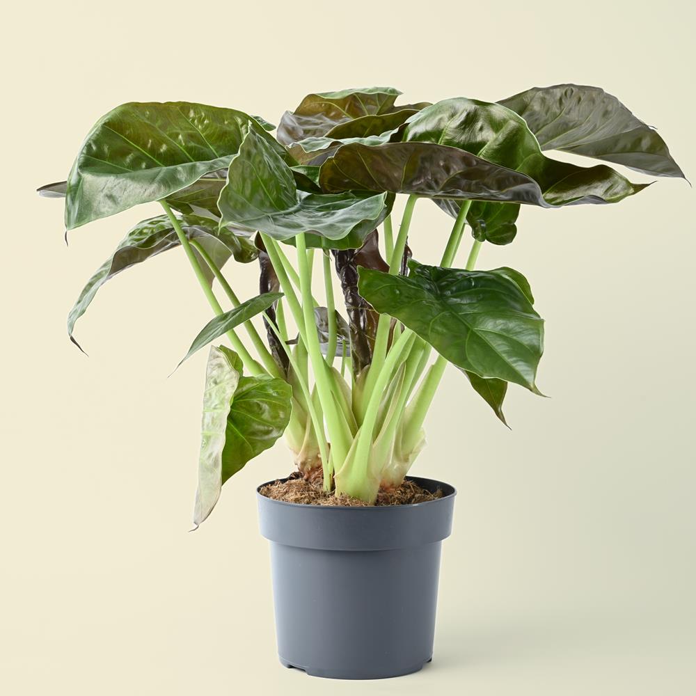 Alocasia Wentii | Hardy Elephant Ear | 65cm