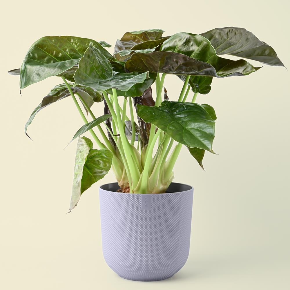 Alocasia Wentii | Hardy Elephant Ear | 65cm