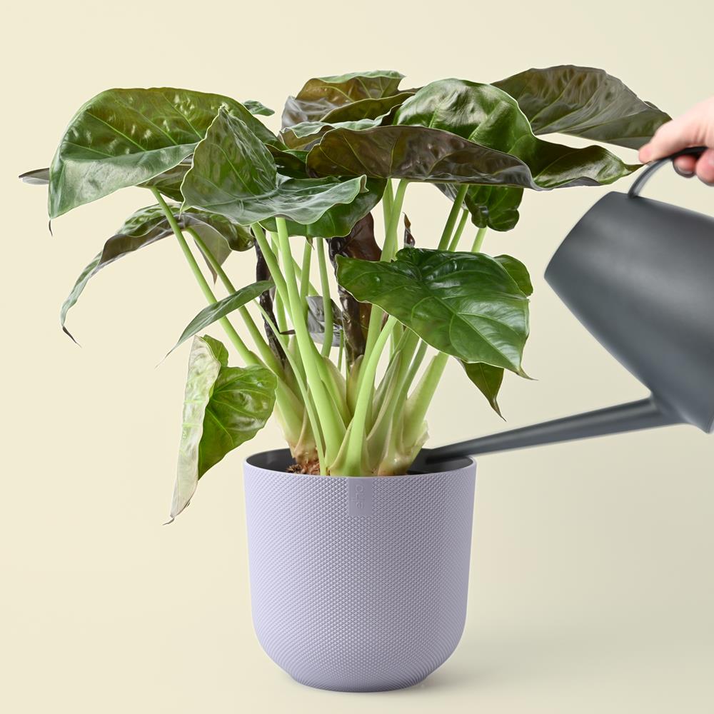 Alocasia Wentii | Hardy Elephant Ear | 65cm