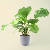 Calathea orbifolia 45cm