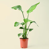 Strelitzia Nicolai | Bird of Paradise | 80-100cm