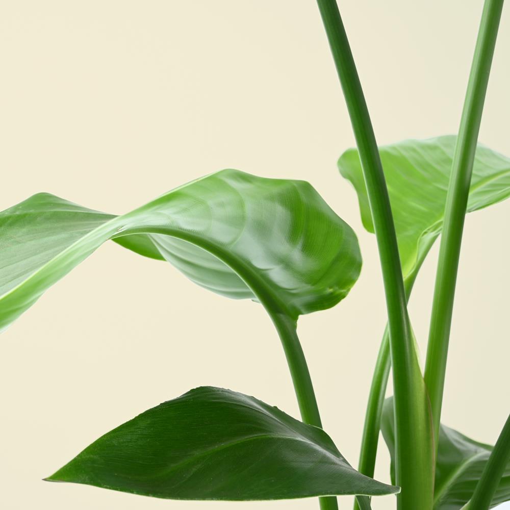 Strelitzia Nicolai | Bird of Paradise | 80-100cm