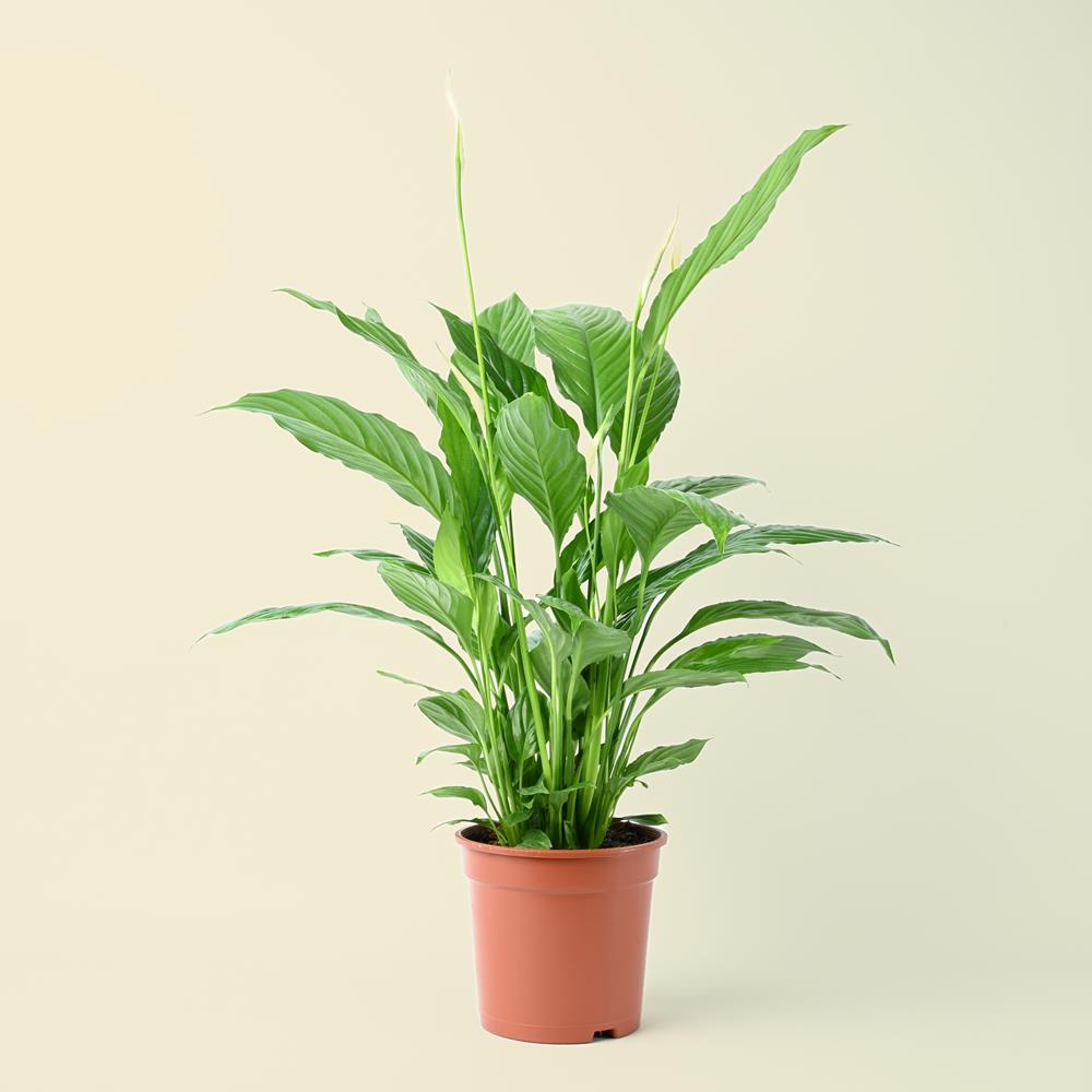 Spathiphyllum Vivaldi - Peace Lily