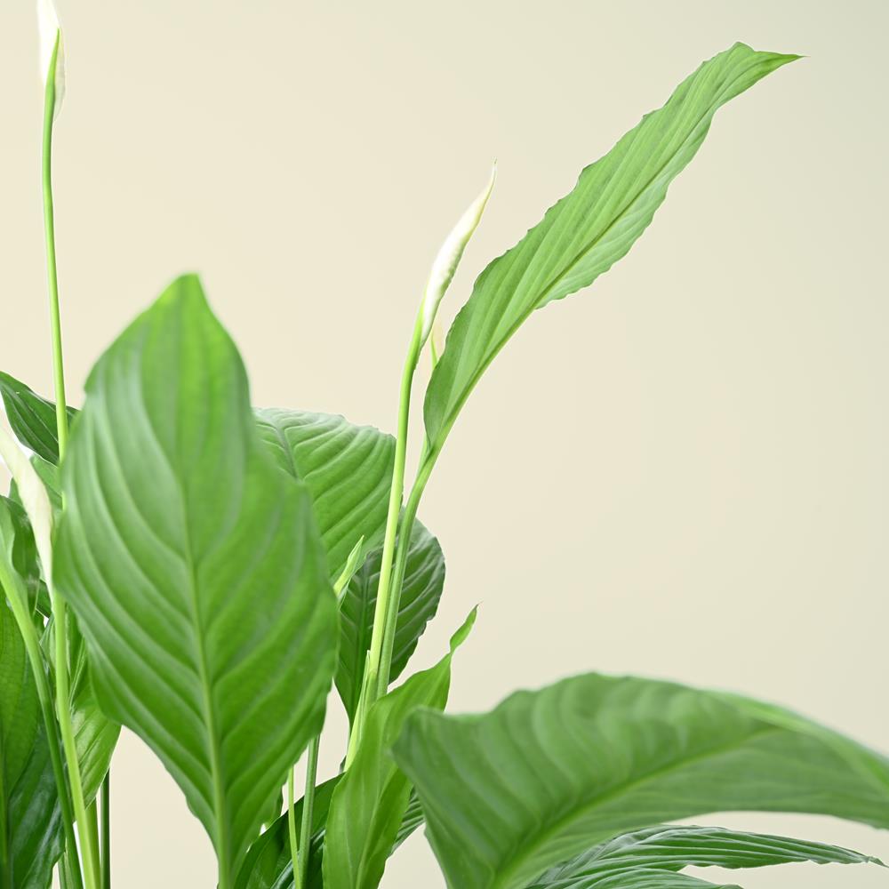 Spathiphyllum | Peace Lily | 60cm