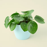 Pilea peperomoides | Chinese Money Plant | 25cm