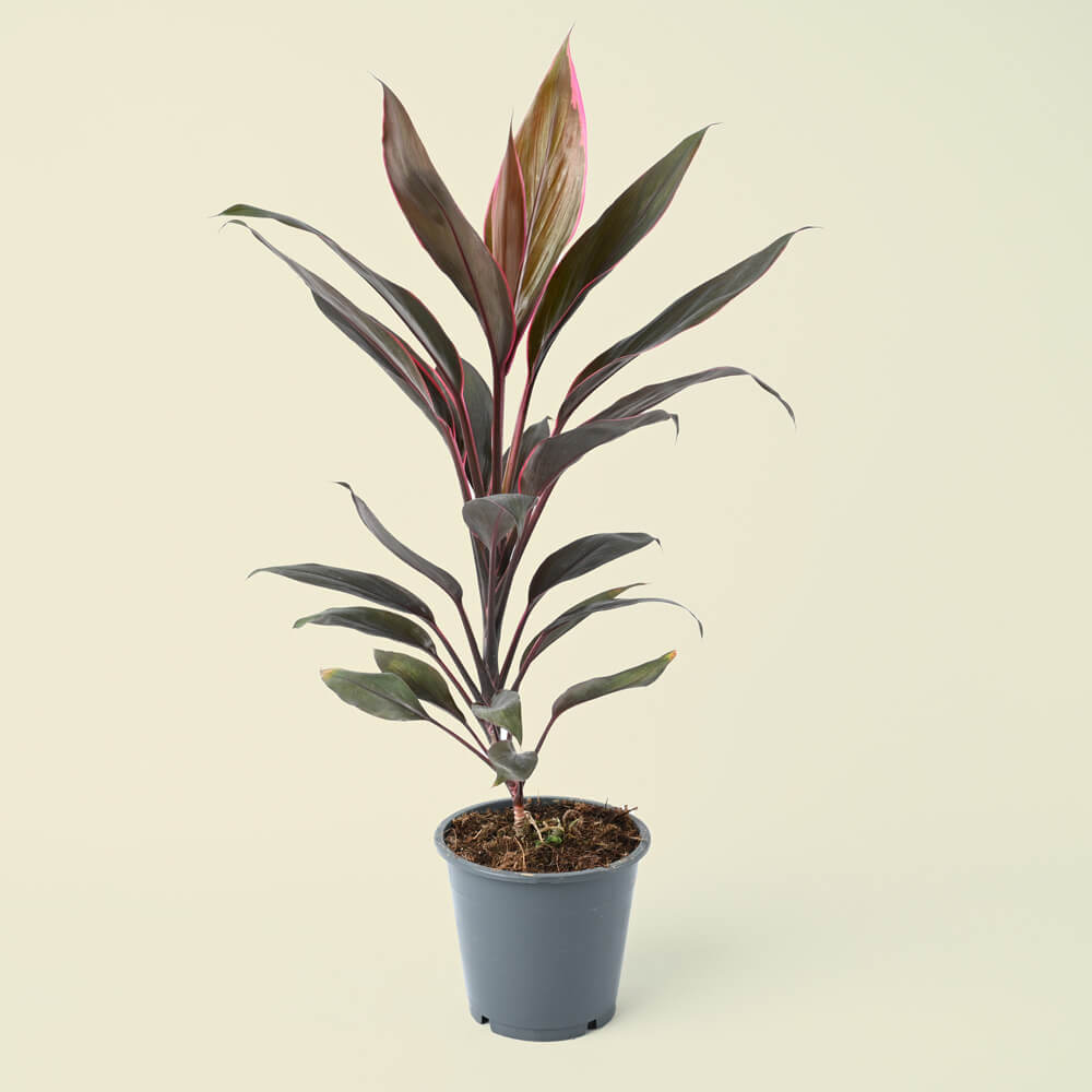 Cordyline Fruticosa Mambo | Good Luck Plant | 35cm