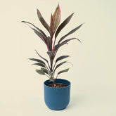 Cordyline Fruticosa Mambo | Good Luck Plant | 35cm