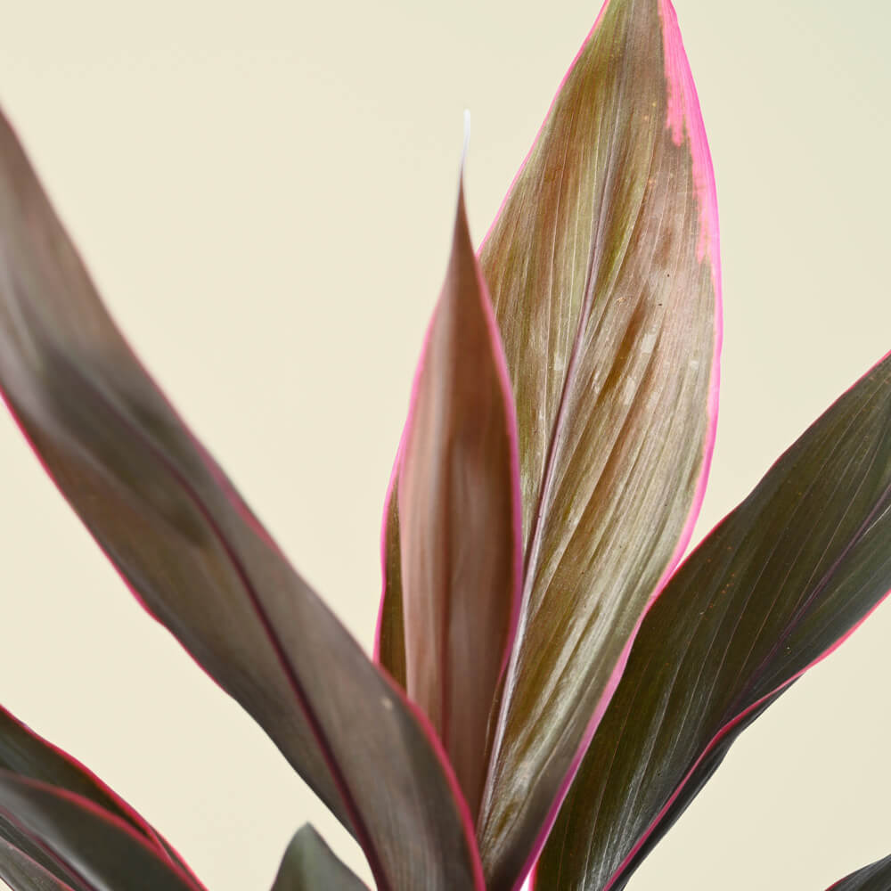 Cordyline Fruticosa Mambo | Good Luck Plant | 35cm