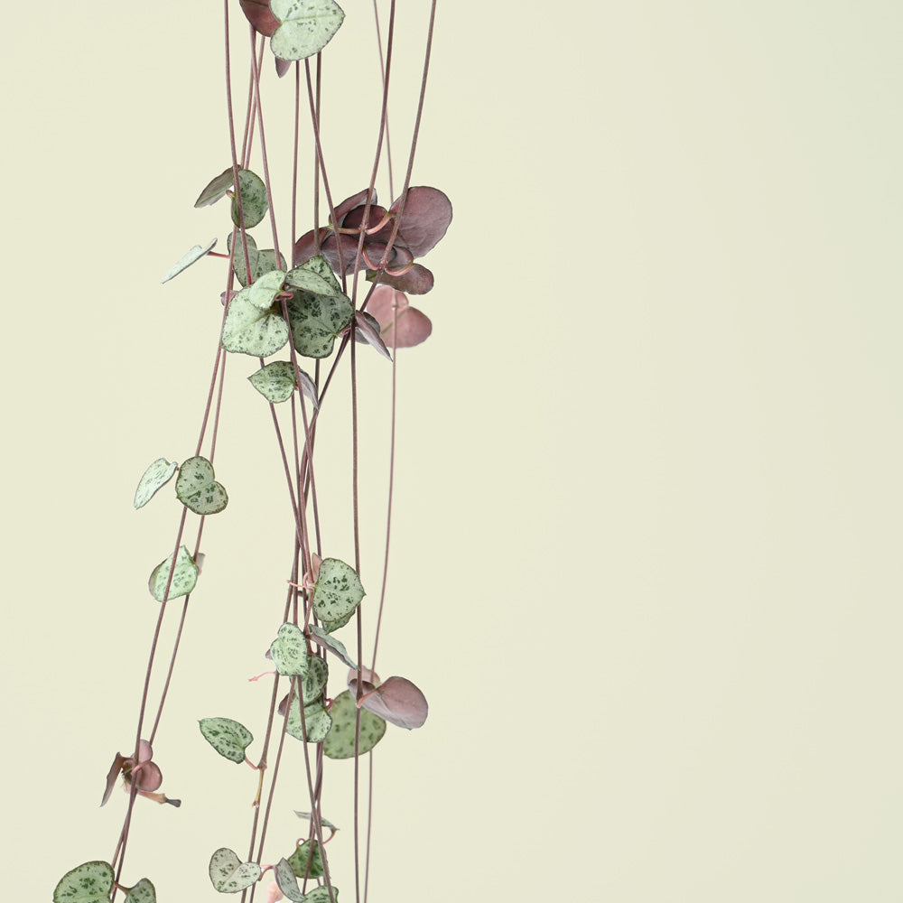 Ceropegia Woodii | String of hearts | 30cm