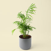 Chamaedorea Elegans | Parlour Palm