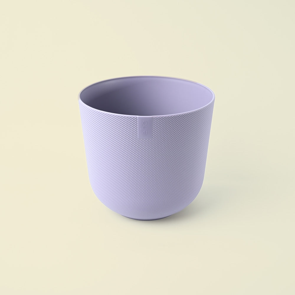 Jazz Lavender Lilac 14cm