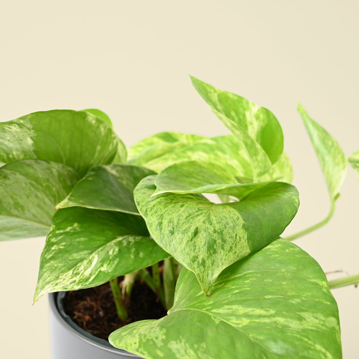Epipremnum Marble Queen | Devil’s Ivy