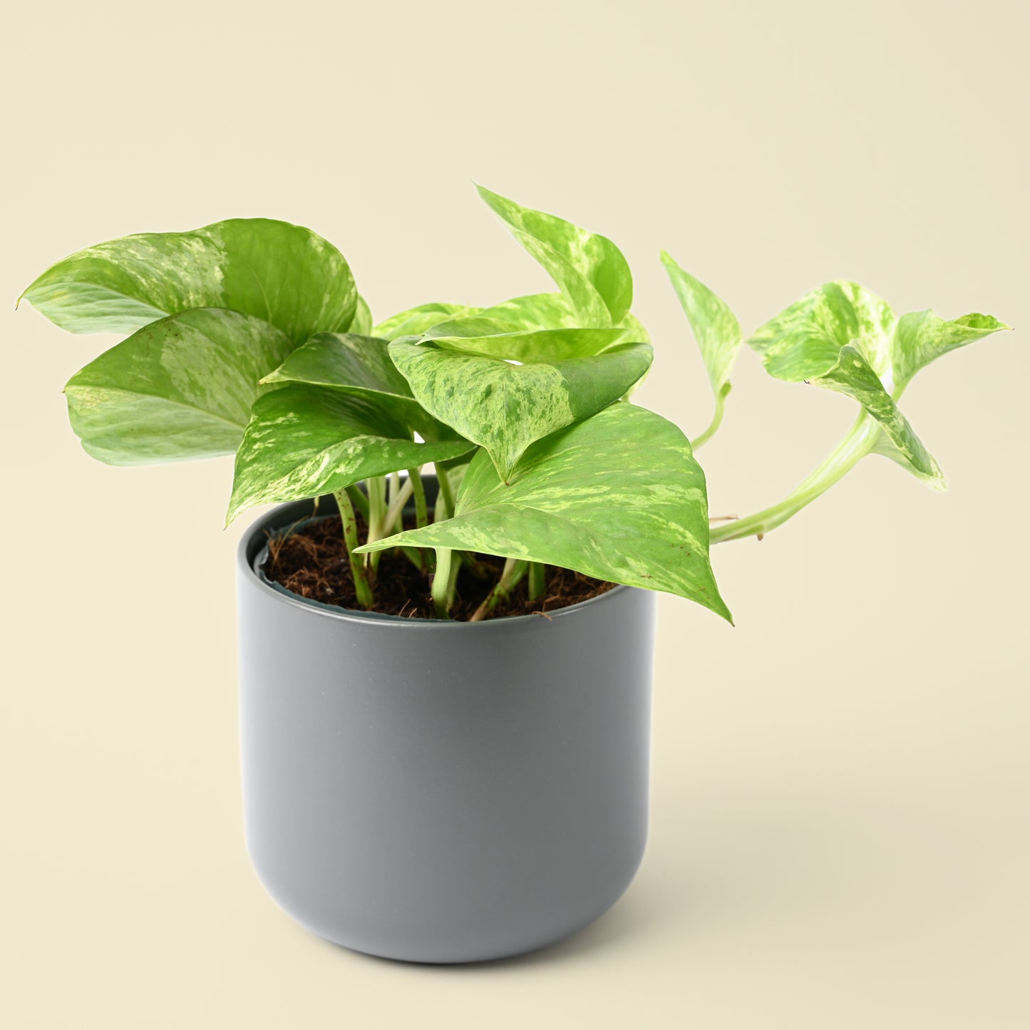 Epipremnum Marble Queen | Devil’s Ivy