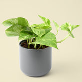 Epipremnum Marble Queen | Devil’s Ivy