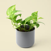 Epipremnum Aureum | Golden Pothos