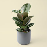 Ficus Elastica | Rubber Plant
