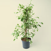 Ficus Benjamina Twilight | 70cm