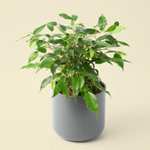 Ficus Benjamina Green Kinky | Weeping Fig