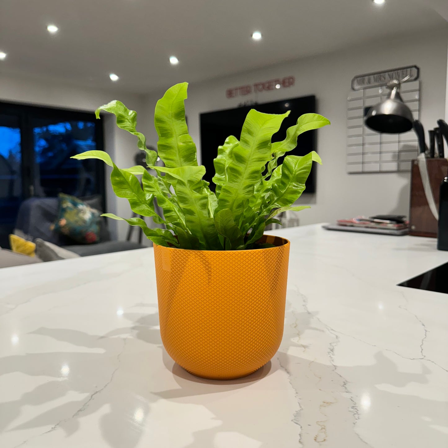Asplenium antiquum | Birds Nest Fern | 25cm