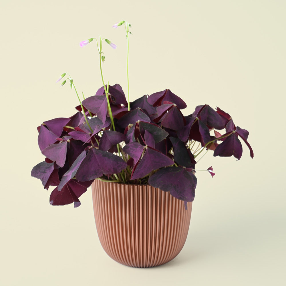 Oxalis Triangularis | Purple Shamrock | 20cm