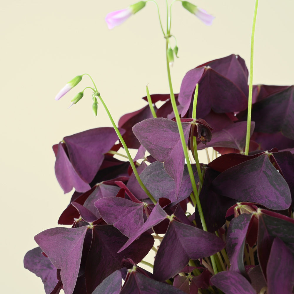 Oxalis Triangularis | Purple Shamrock | 20cm