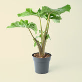 Alocasia Portodora | 70cm