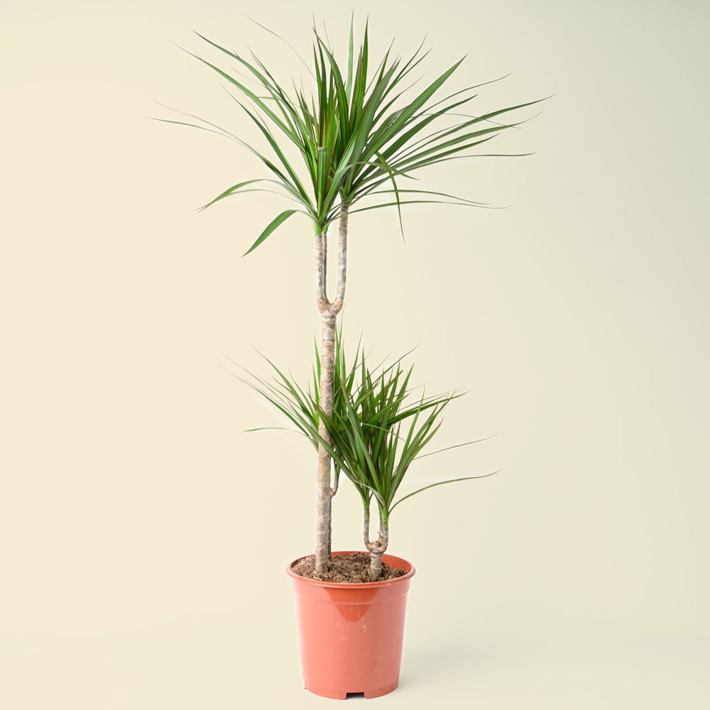 Dracaena Marginata | Dragon Tree | 95cm