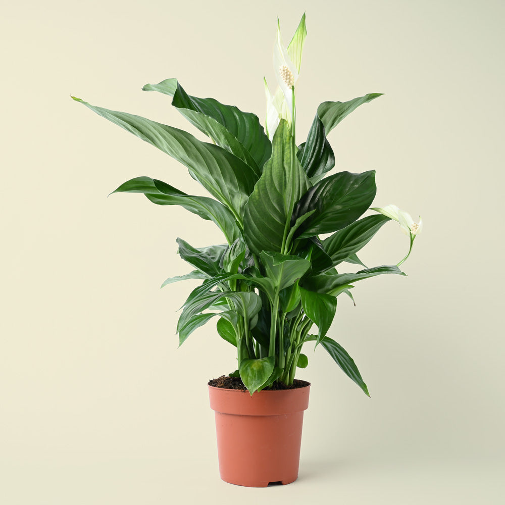 Spathiphyllum | Peace Lily | 50cm