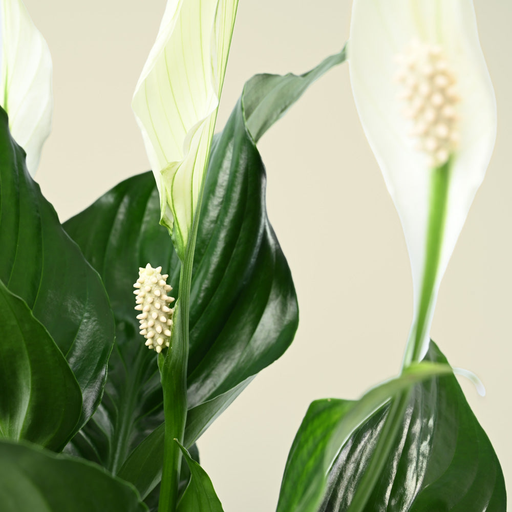 Spathiphyllum | Peace Lily | 50cm