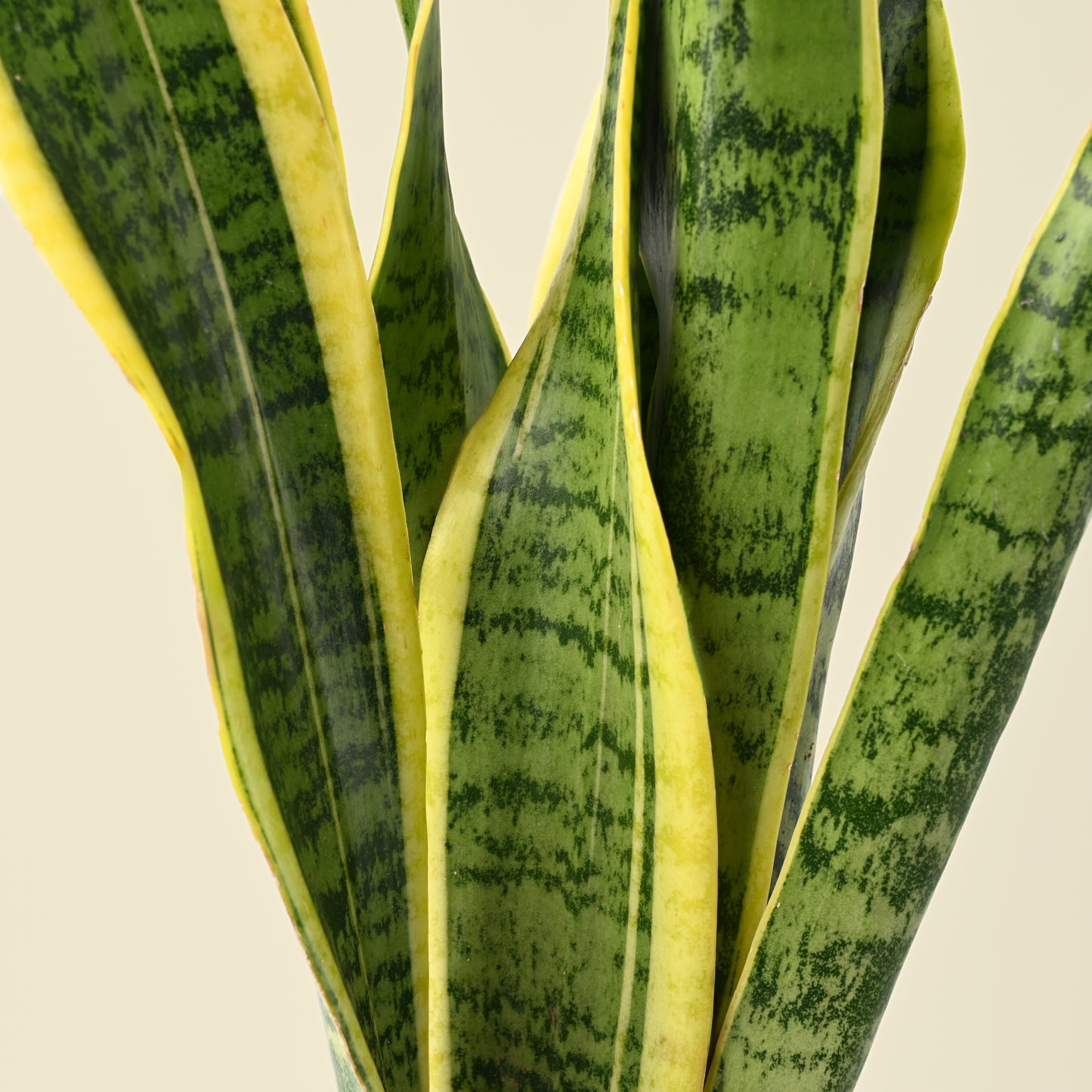 Sansevieria Trifasciata Laurentii | Snake Plant