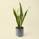 Sansevieria Trifasciata Laurentii | Snake Plant
