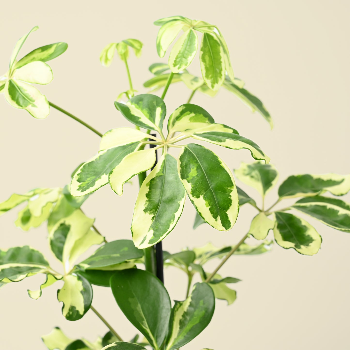 Schefflera Arboricola Charlotte | Umbrella Plant
