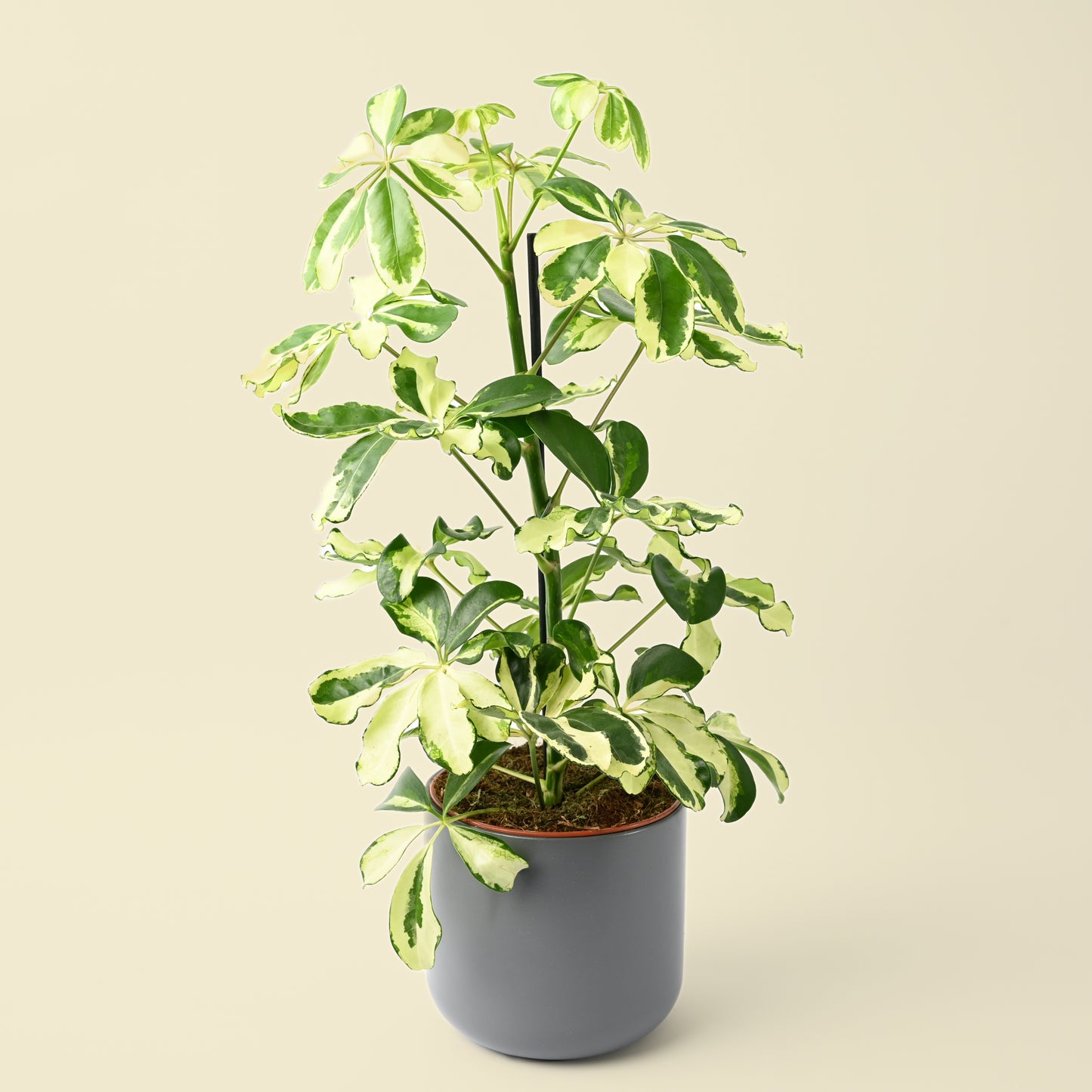 Schefflera Arboricola Charlotte | Umbrella Plant