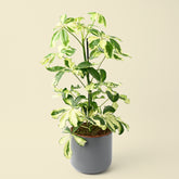 Schefflera Arboricola Charlotte | Umbrella Plant