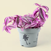Tradescantia fluminensis | Purple Passion | 20cm Height