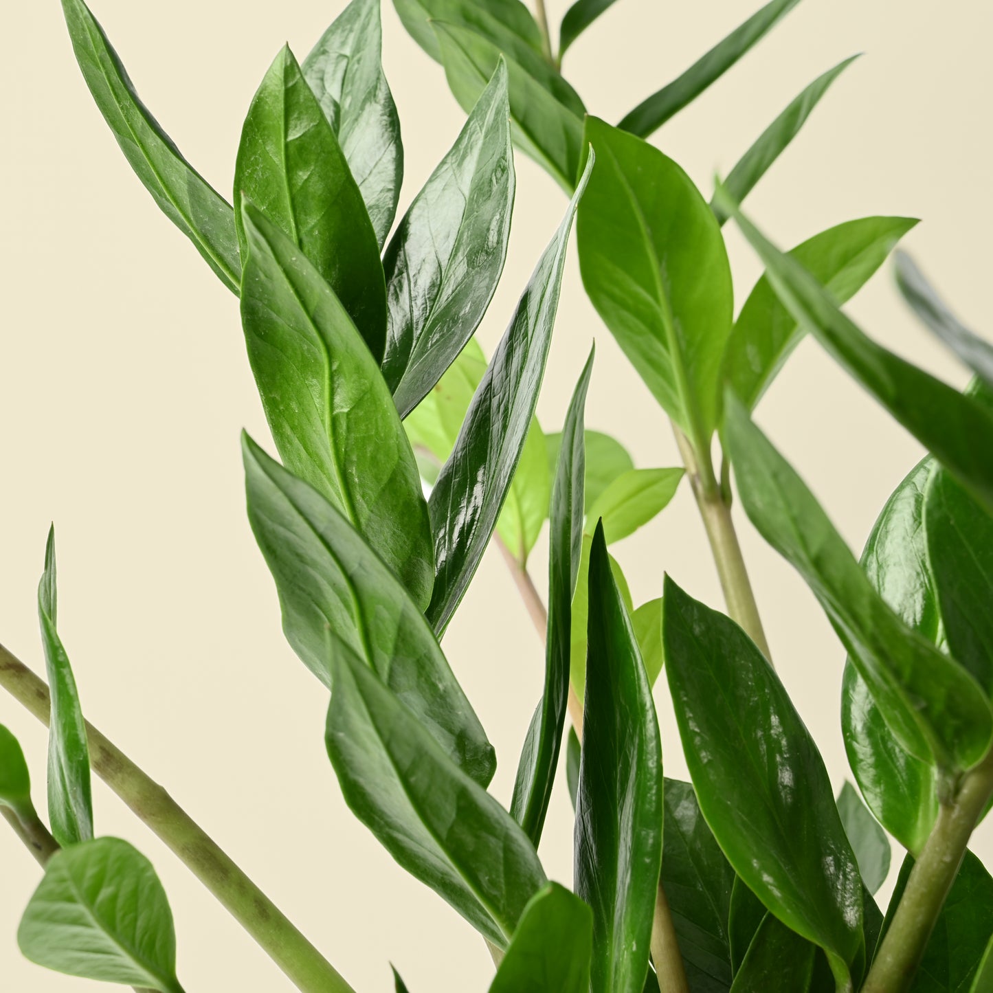 Zamioculcas Zamiifolia | ZZ Plant