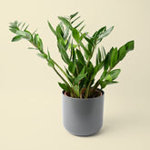Zamioculcas Zamiifolia | ZZ Plant