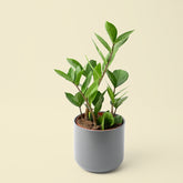 Zamioculcas Zamiifolia | ZZ Plant