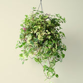 Hanging Tradescantia Fluminensis Quadricolour