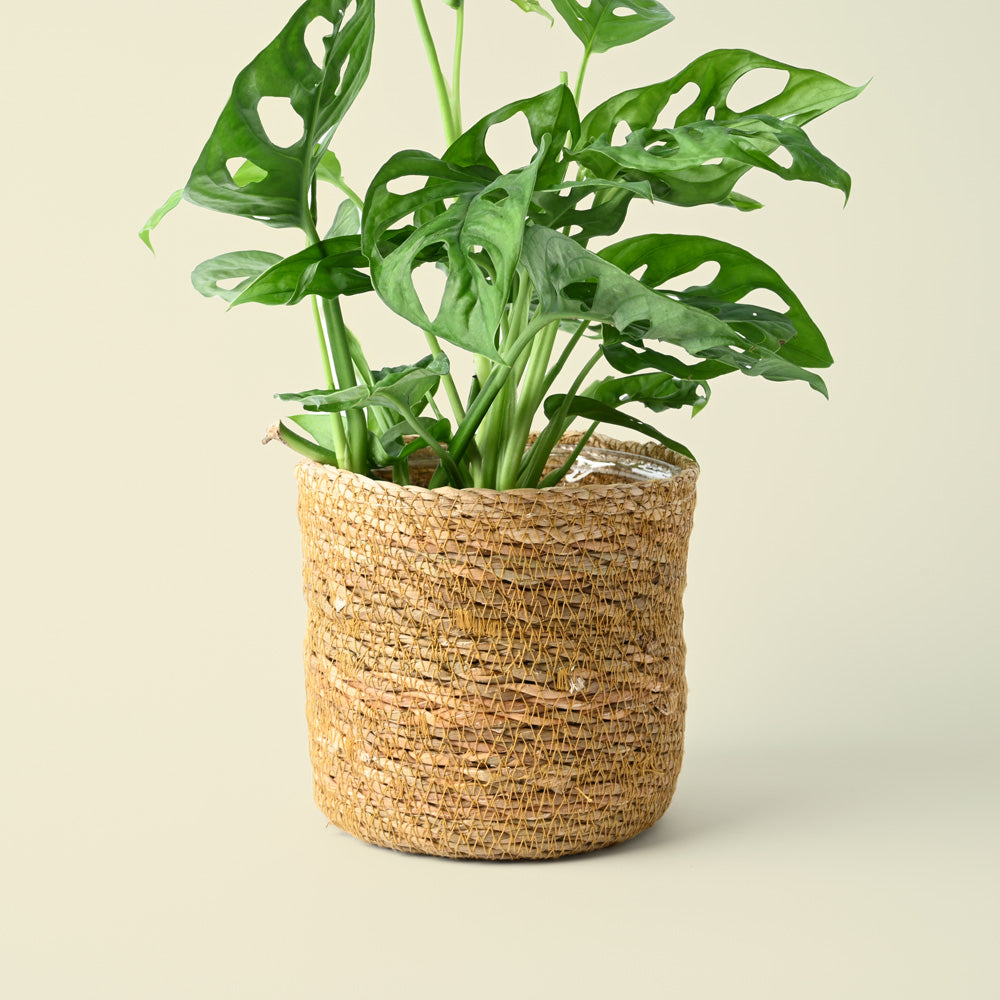 Chai Natural Rope Pot | 12cm