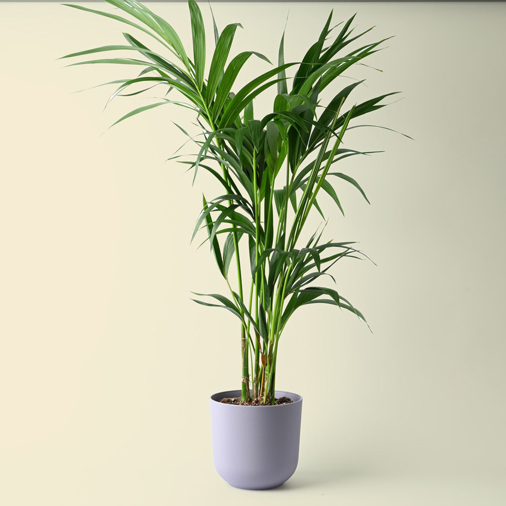 Howea Forsteriana | Kentia Palm | 100cm